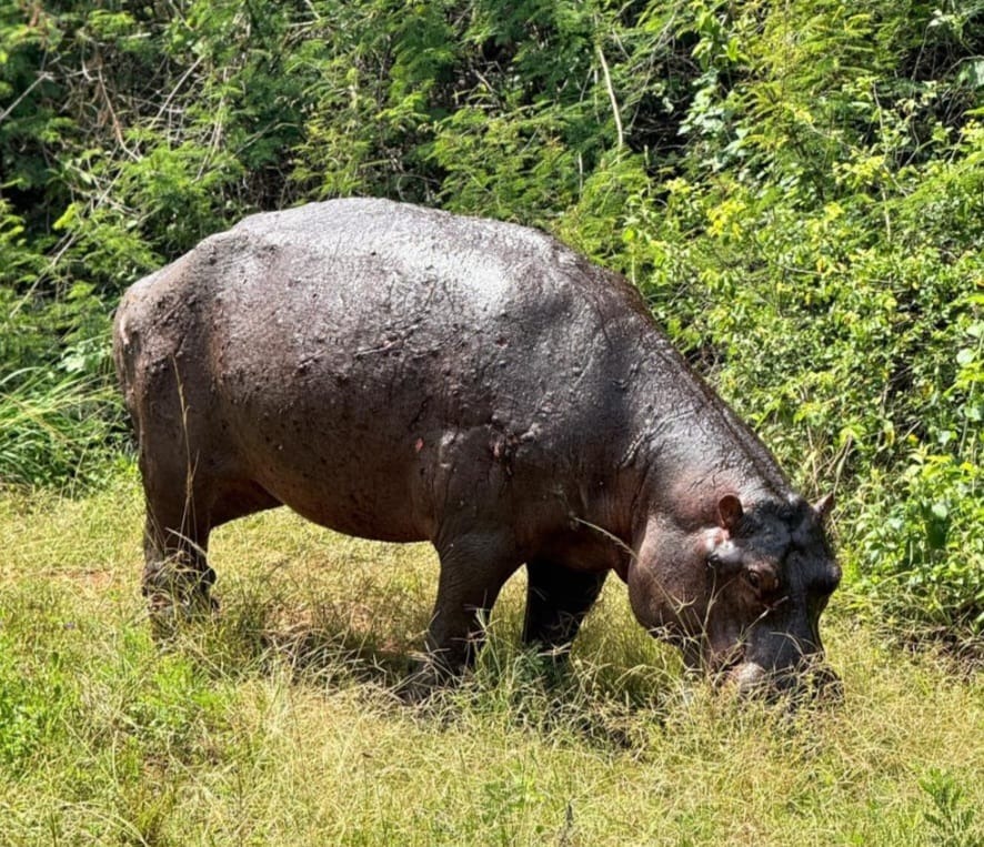 Hippo in Akagera Savanna